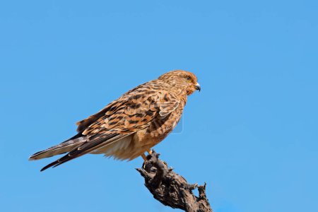 Photo for A greater kestrel (Falco rupicoloides) perched on a branch against a blue sky, South Africa - Royalty Free Image