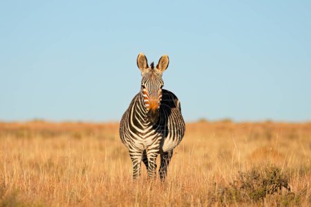 Photo for Cape mountain zebra (Equus zebra) in natural habitat, Mountain Zebra National Park, South Africa - Royalty Free Image
