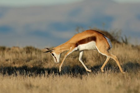 Photo for Jumping springbok antelope (Antidorcas marsupialis), Mountain Zebra National Park, South Africa - Royalty Free Image