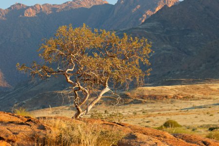 Foto de Desert landscape with a tree on a rock, Brandberg mountain, Namibia - Imagen libre de derechos