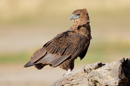 Foto de Un águila bateleur inmadura (Terathopius ecaudatus) encaramado en un tocón de árbol, desierto de Kalahari, Sudáfrica - Imagen libre de derechos