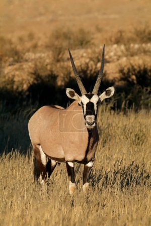 Téléchargez les photos : Une antilope gemsbok (Oryx gazella) dans un habitat naturel, désert du Kalahari, Afrique du Sud - en image libre de droit