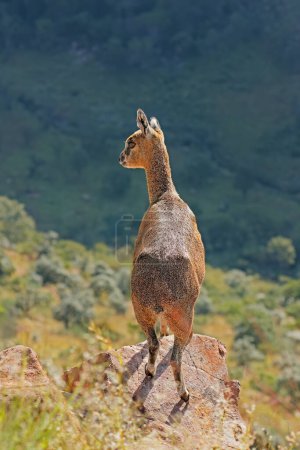 Foto de Klipspringer antelope (Oreotragus oreotragus) standing on a rock, Marakele National Park, South Africa - Imagen libre de derechos