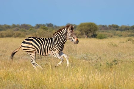 Photo for A plains zebra (Equus burchelli) running in grassland, South Africa - Royalty Free Image