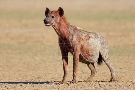 Foto de A blood covered spotted hyena (Crocuta crocuta) after feeding, Kalahari desert, South Africa - Imagen libre de derechos