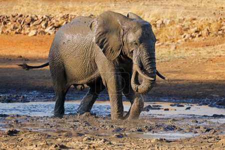 Téléchargez les photos : Éléphant d'Afrique (Loxodonta africana) dans un trou d'eau boueux, parc national Kruger, Afrique du Sud - en image libre de droit
