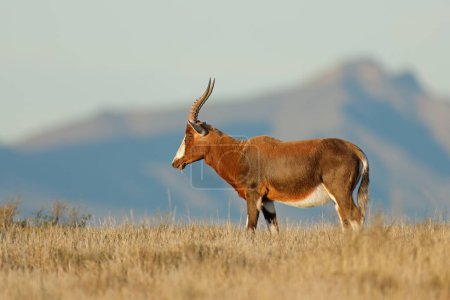 Photo for A blesbok antelope (Damaliscus pygargus) in grassland, Mountain Zebra National Park, South Africa - Royalty Free Image