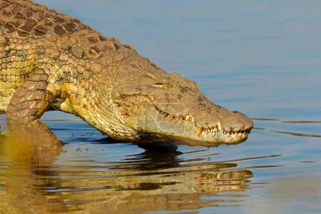 Foto de Retrato de un gran cocodrilo del Nilo (Crocodylus niloticus), Parque Nacional Kruger, Sudáfrica - Imagen libre de derechos
