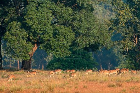 Téléchargez les photos : Troupeau de cerfs tachetés ou de chevreuils (axe de l'axe) se nourrissant dans un habitat naturel, parc national Kanha, Inde - en image libre de droit