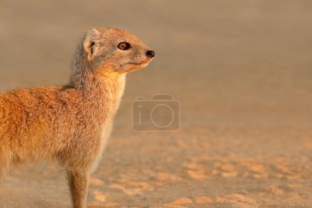 Photo for Portrait of an alert yellow mongoose (Cynictus penicillata), Kalahari desert, South Africa - Royalty Free Image
