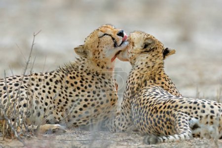 Photo for Pair of cheetahs (Acinonyx jubatus) grooming each other after feeding, Kalahari desert, South Africa - Royalty Free Image