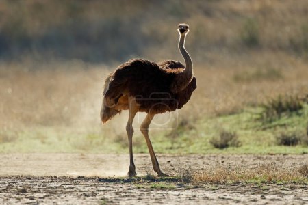 Téléchargez les photos : Autruche femelle (Struthio camelus) dans un habitat naturel, désert du Kalahari, Afrique du Sud - en image libre de droit