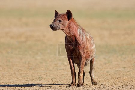 Foto de Una hiena manchada cubierta de sangre (Crocuta crocuta) después de alimentarse, desierto de Kalahari, Sudáfrica - Imagen libre de derechos