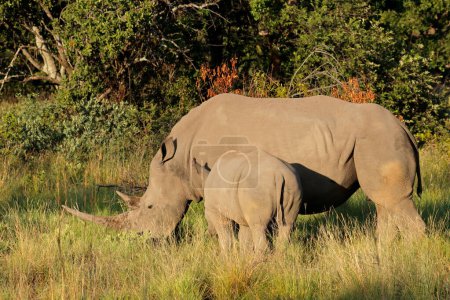 Foto de A white rhinoceros (Ceratotherium simum) with calf in natural habitat, South Africa - Imagen libre de derechos