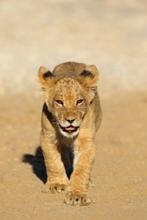 Foto de Pequeño cachorro de león africano (Panthera leo) caminando, desierto de Kalahari, Sudáfrica - Imagen libre de derechos