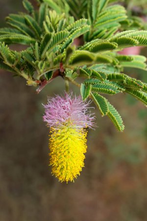 Foto de Flor colorida de un arbusto falciforme (Dichrostachys cinerea), África meridional - Imagen libre de derechos
