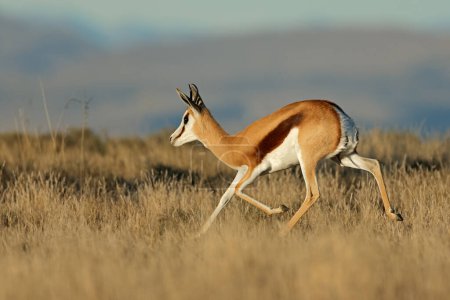 Téléchargez les photos : Une antilope de Springbok (Antidorcas marsupialis) en marche, parc national Mountain Zebra, Afrique du Sud - en image libre de droit