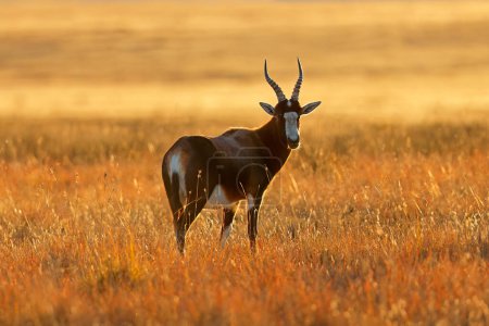 Téléchargez les photos : Antilope de Blesbok (Damaliscus pygargus) dans les prairies au coucher du soleil, parc national Mountain Zebra, Afrique du Sud - en image libre de droit
