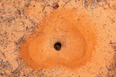 Photo for Heart shaped ant nest with small black worker ants, South Africa - Royalty Free Image