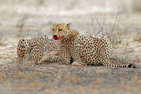 Téléchargez les photos : Cheetah (Acinonyx jubatus) dans un habitat naturel avec proies, désert du Kalahari, Afrique du Sud - en image libre de droit