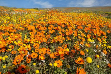 Colorful blooming Namaqualand daisies (Dimorphotheca sinuata) Northern Cape, South Africa