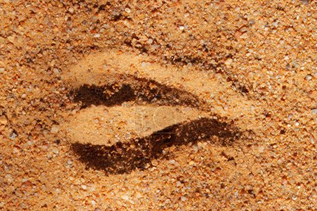 Téléchargez les photos : Empreinte du sabot d'une antilope africaine dans du sable mou - en image libre de droit