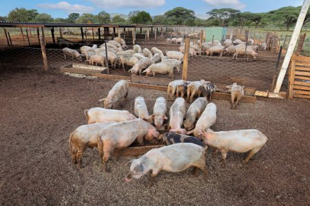 Foto de Cerdos alimentados en corrales en una granja de cerdos rurales de Namibia rural - Imagen libre de derechos