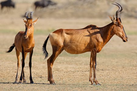 Téléchargez les photos : Antilopes de la harde rouge (Alcelaphus buselaphus) dans l'habitat naturel, désert du Kalahari, Afrique du Sud - en image libre de droit