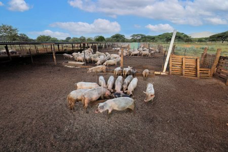 Téléchargez les photos : Porcs se nourrissant en enclos dans une exploitation porcine rurale de Namibie rurale - en image libre de droit