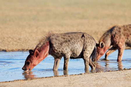 Foto de Hienas manchadas cubiertas de sangre (Crocuta crocuta) bebiendo en un pozo de agua, desierto de Kalahari, Sudáfrica - Imagen libre de derechos