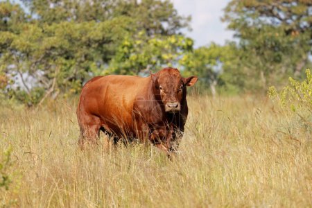 Foto de Un toro de campo libre en pastizales nativos en una granja rural, Sudáfrica - Imagen libre de derechos