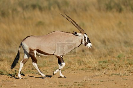 Photo for A gemsbok antelope (Oryx gazella) walking in natural habitat, Kalahari desert, South Africa - Royalty Free Image