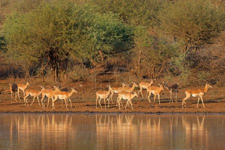 Photo for Impala antelopes (Aepyceros melampus) at a waterhole, Kruger National Park, South Africa - Royalty Free Image