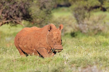Téléchargez les photos : Un rhinocéros blanc (Ceratotherium simum) recouvert de boue dans un habitat naturel, Afrique du Sud - en image libre de droit