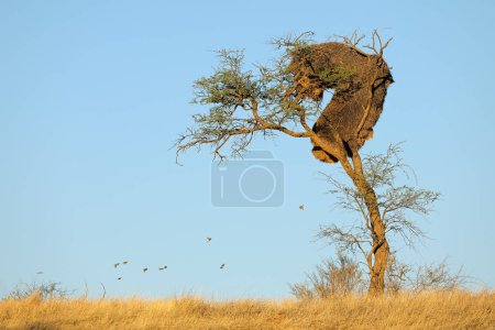 Téléchargez les photos : Arbre à épines africain avec nid commun de tisserands sociables (Philetairus socius), Kalahari, Afrique du Sud - en image libre de droit