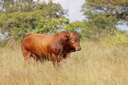 Foto de Un toro de campo libre en pastizales nativos en una granja rural, Sudáfrica - Imagen libre de derechos