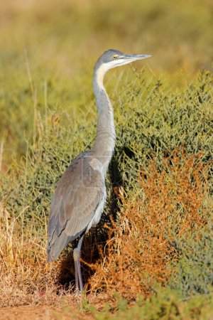 Photo for A grey heron (Ardea cinerea) standing in natural habitat, South Africa - Royalty Free Image