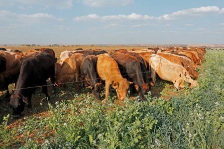Foto de Tira de ganado pastoreo cultivos de cobertura con cercas eléctricas móviles en una granja rural, Sudáfrica - Imagen libre de derechos