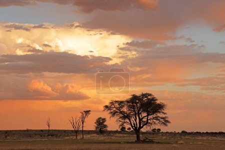 Téléchargez les photos : Coucher de soleil avec des épines et des nuages africains silhouettés, désert du Kalahari, Afrique du Sud - en image libre de droit