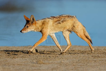Téléchargez les photos : Un chacal à dos noir (Canis mesomelas) courant, désert du Kalahari, Afrique du Sud - en image libre de droit