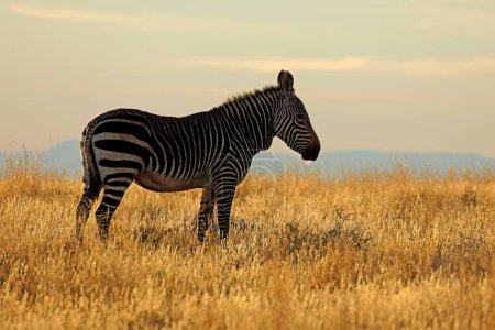 Foto de Cebra de montaña del Cabo (Equus zebra) a primera hora de la mañana, Parque Nacional Mountain Zebra, Sudáfrica - Imagen libre de derechos