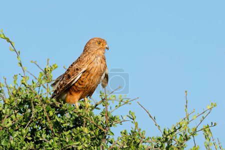Photo for A greater kestrel (Falco rupicoloides) perched on a tree against a blue sky, South Africa - Royalty Free Image