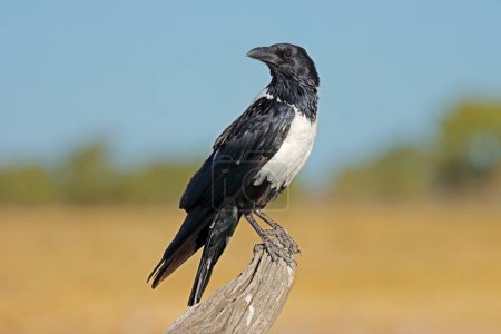 Photo for A pied crow (Corvus albus) perched on a branch, Etosha National Park, Namibia - Royalty Free Image