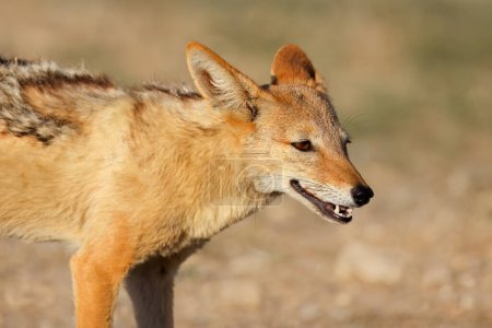 Téléchargez les photos : Portrait d'un chacal à dos noir (Canis mesomelas), désert du Kalahari, Afrique du Sud - en image libre de droit
