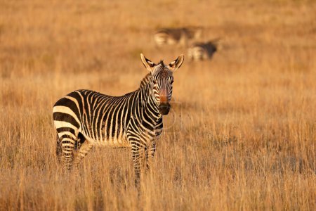 Téléchargez les photos : Cape Mountain Zebra (Equus zebra) dans les prairies ouvertes, parc national Mountain Zebra, Afrique du Sud - en image libre de droit