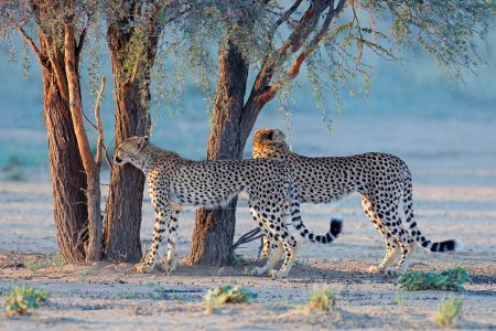 Photo for Two cheetahs (Acinonyx jubatus) in natural habitat, Kalahari desert, South Africa - Royalty Free Image