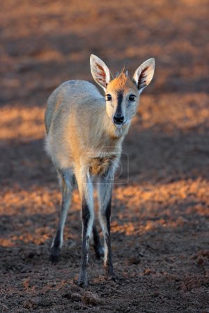 Téléchargez les photos : Une antilope duiker (Sylvicapra grimmia) commune dans l'habitat naturel, Afrique du Sud - en image libre de droit