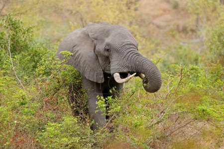 Foto de Gran elefante africano (Loxodonta africana) alimentación del toro, Parque Nacional Kruger, Sudáfrica - Imagen libre de derechos