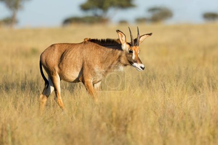 Foto de Un raro antílope romano (Hippotragus equinus) en praderas abiertas, Parque Nacional Mokala, Sudáfrica - Imagen libre de derechos