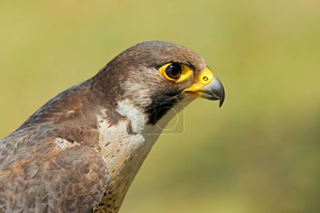 Photo for Portrait of an alert lanner falcon (Falco biarmicus), South Africa - Royalty Free Image